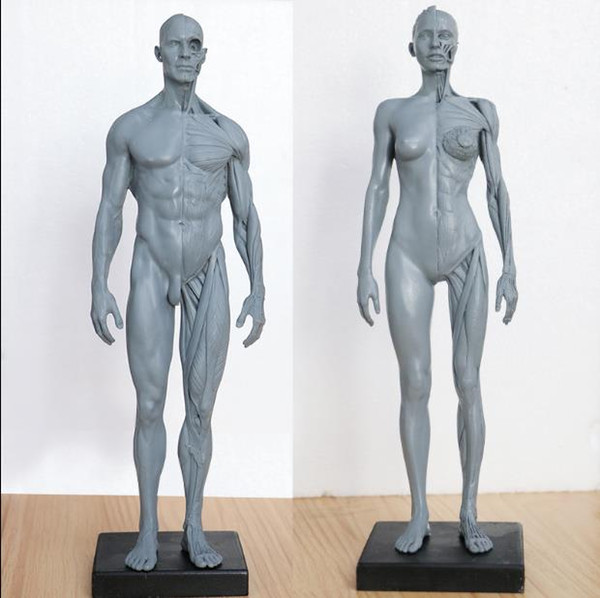 Arts with the human musculoskeletal anatomy model painting art sculpture CG teaching reference model 30 cm