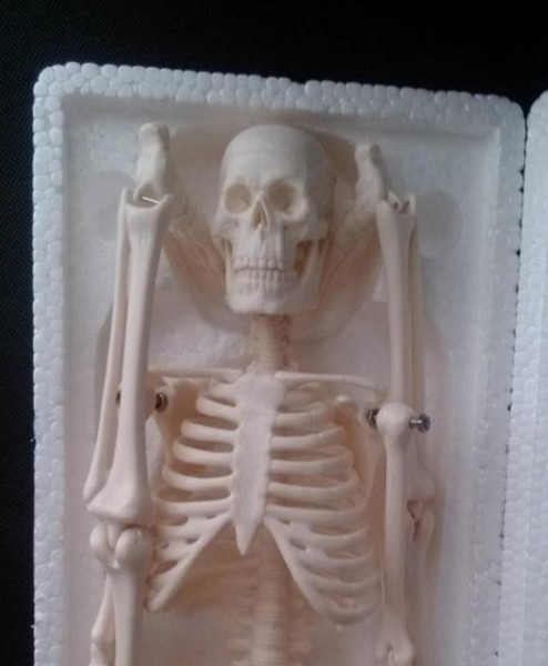 2018 latest One skeleton specimen model human body skeleton model 45 cm Lou bone anatomical model