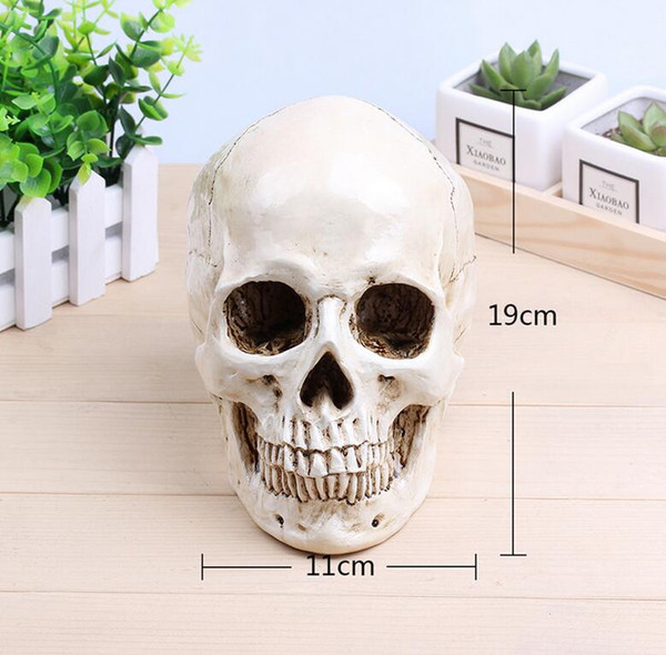 Medical Archeology1: 1 human skull model life size resin skull model art class model teaching delicate human skeleton model B179