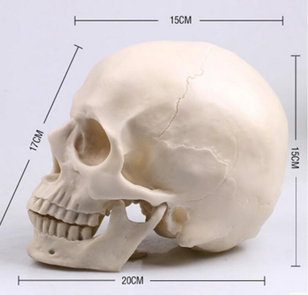 Medical Archeology1: 1 human skull model life size resin skull model art class model teaching delicate human skeleton model B178