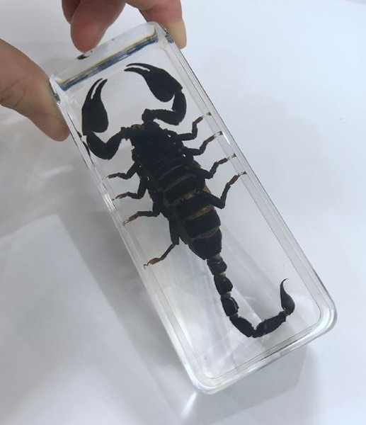 FREE SHIPPING YQTDMY Vintage BLACK SCORPION Fashion INSECT Desktop Paperweight Cool Crafts