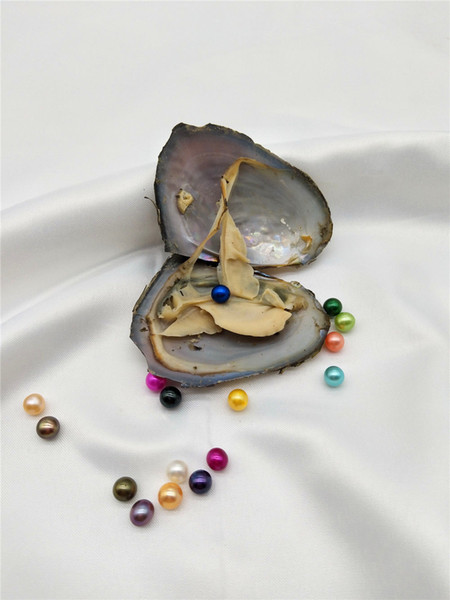 MIX COLORS Freshwater Round Pearl with Oyster Shell 6-7mm in Oyster single, Pearls Oysters DIY Jewelry making