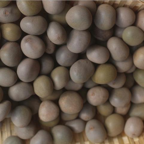 Natural Moon Bodhi Seed Loose Beads