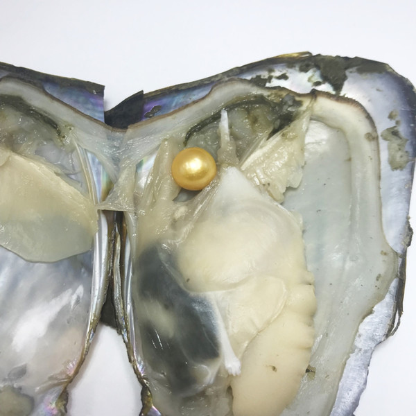 Natural Pearl 6-7MM  Round fresh water akoya Pearl in Oysters Shell with Colouful Pearls Jewelry By Vacuum Packed