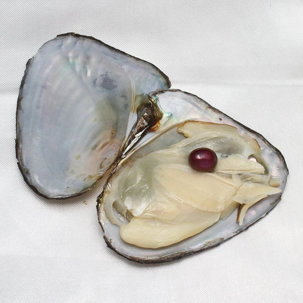 Wholesale Oysters With Dyed Natural Pearls Inside Pearl Party Oysters In Bulk Open At Home Pearl Oysters With Vacuum Packaging