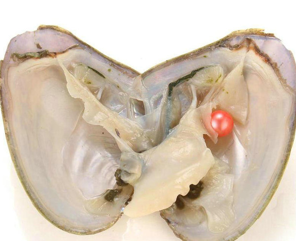 RED Fancy Gift Akoya High quality cheap freshwater shell pearl oyster with vacuum packaging