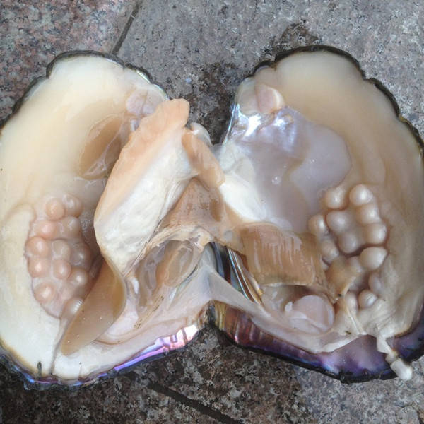 2018 Party Fun Freshwater Pearls Shells Vacuum Packaging Real Natural Pearl Oysters Big Monster Oysters Gift BP011