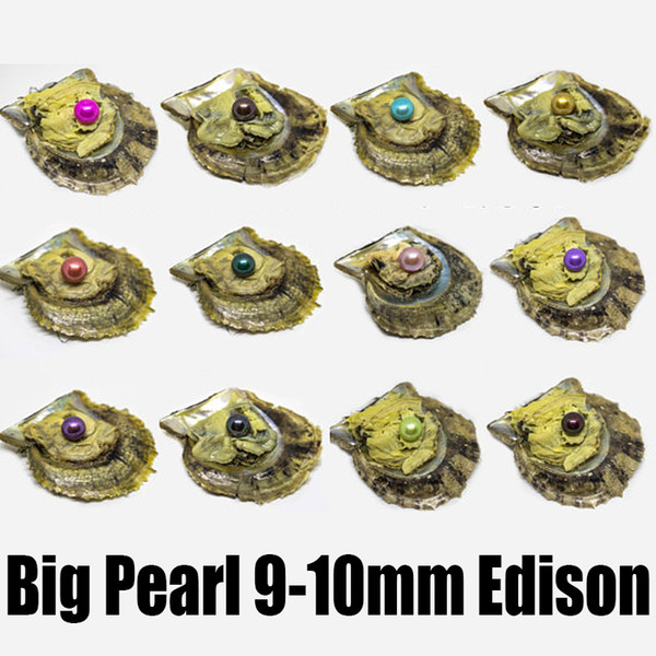 Oyster with Pearl Large Round Pearl in Oysters Colorful Edison Pearls Large 9-10mm Edison Pearl Oysters to Open at Home Vacuum Packed