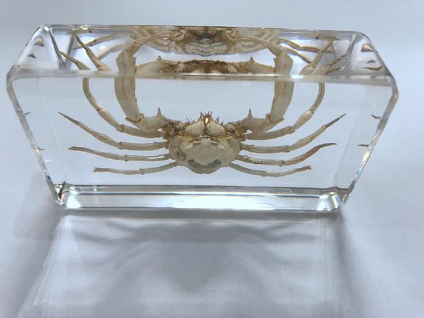 FREE SHIPPING yqtdmy Hand Crab in Clear Block Education Fashion Specimen