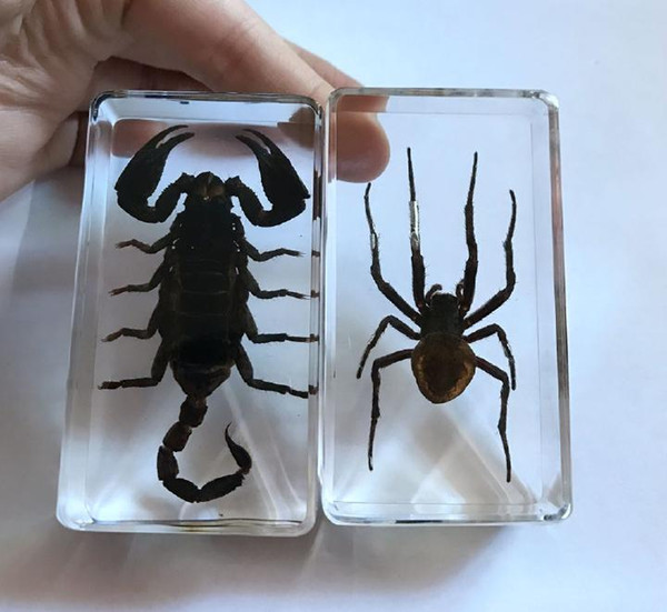 free shipping 2 Pcs Vintage Yqtdmy Black Scorpion Spider Fashion Style Lucid Crafts