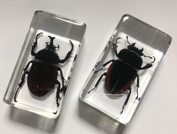 FREE SHIPPING yqtdmy 2 PCS Fashion Specimen Taxidermy Paperweight embedded Collection