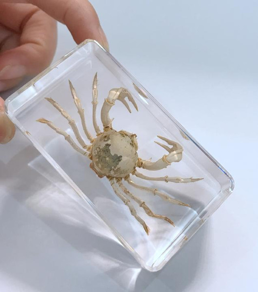 FREE SHIPPING yqtdmy Hand Crab in Clear Block Education Fashion Specimen