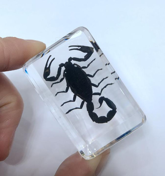 FREE SHIPPING yqtdmy Personality Black Scorpion Paperweight Fashion Insect Specimen