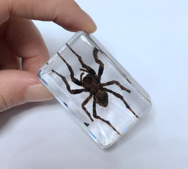 FREE SHIPPING yqtdmy Personality Spider Specimens Lucite Paperweight Crafts