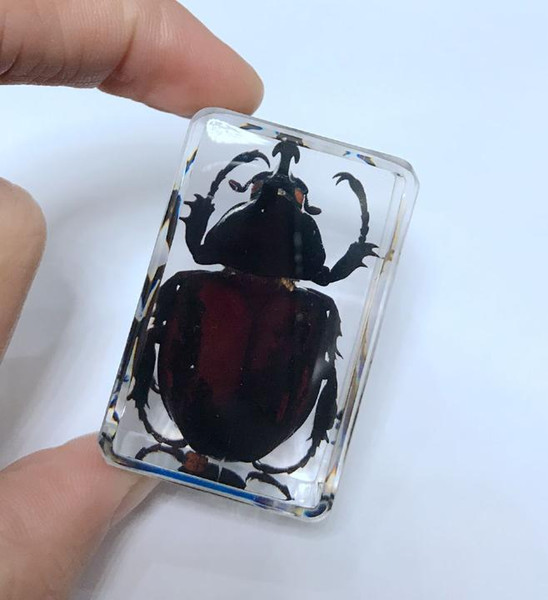 FREE SHIPPING yqtdmy Personality Unicorn Beetle Paperweight Education Insect Specimen