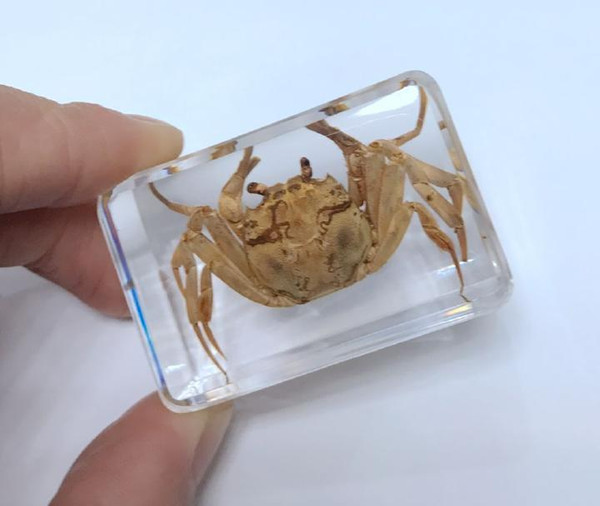 FREE SHIPPING yqtdmy Personality Chinese Crab Clear Paperweight Education Specimen