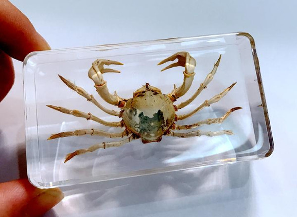 FREE SHIPPING FREE SHIPPING yqtdmy Hand Attractive Specimen Crab Fashion Insect Jewelry