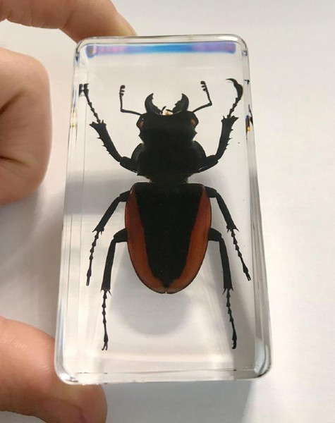 FREE SHIPPING yqtdmy Rare Beetle Collection Specimens Lucite Cute Crafts