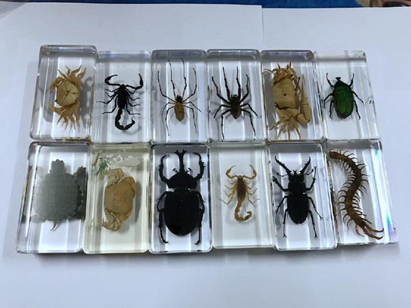 free shipping 12 Sets Yqtdmy Resin Embedded Insects Collection Specimen Transparent Block Biology Science Education Gifts