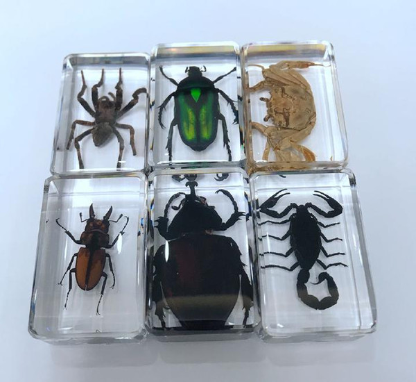 FREE SHIPPING yqtdmy 6 pcs Personality Spider Scorpion Crab Specimens Mix Cute Paperweight