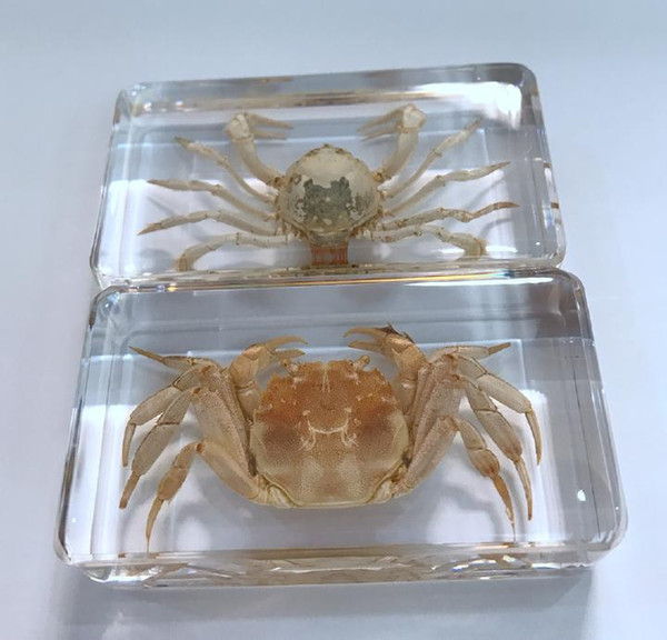 free shipping 2 Pcs Newest Design Mixed Crab Rare Vogue Crafts