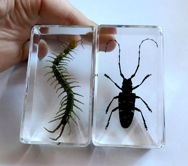 free shipping 2 Pcs Vintage Yqtdmy Scolopendra Bug Style Insect Lucid Crafts