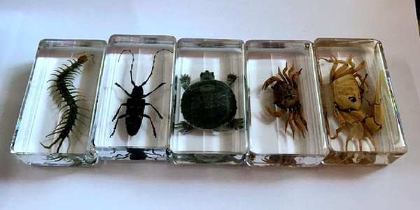 free shipping Yqtdmy 5 Pcs Vintage Yqtdmy Scolopendra Bug Crab Tortoise Design Lucid Specimen