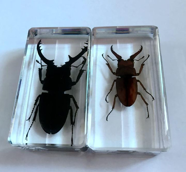 free shipping 2 Pcs Collection Stag Beetle Insect Taxidermy Magic Crafts