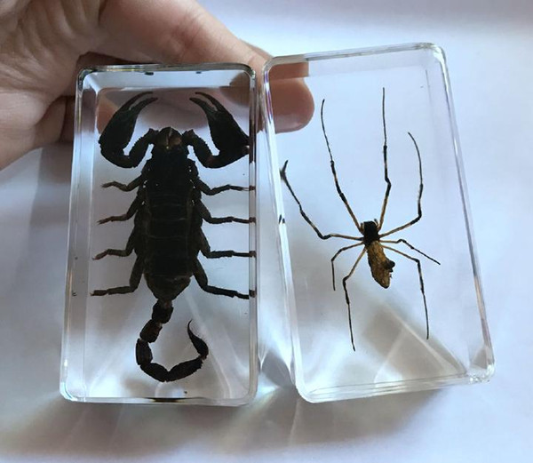 free shipping 2 Pcs Newest Style Black Scorpion Spider Rare Insect Collection Crafts