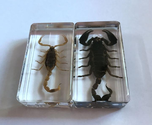 free shipping 2 Pcs Collection Black Gold Scorpion Taxidermy Crafts