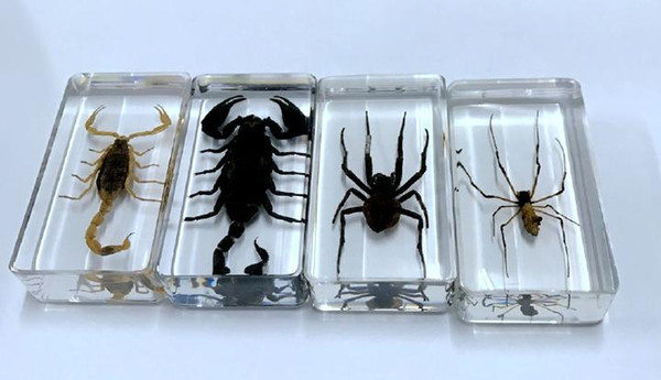 free shipping Yqtdmy 4 Pcs Vintage Scorpion Spider Specimen Insect Clear Cool Specimen