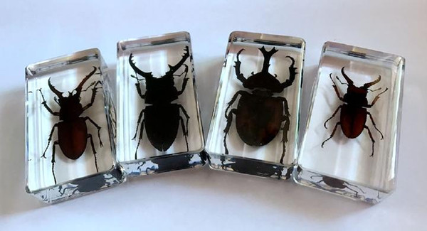 free shipping Yqtdmy 4 Pcs Vintage Yqtdmy Stag Beetle Uang Design Clear Chic Specimen