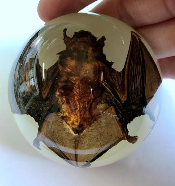 free shipping Yqtdmy Vintage Glow In Dark base dead bat in lucite dome Fashion Specimen