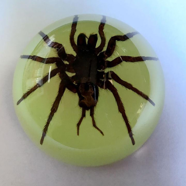 free shipping Yqtdmy Vintage Tarantula Spider Acrylic Dome Glow Specimen Crafts