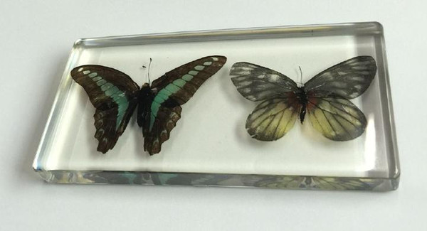 free shipping Yqtdmy Acrylic Resin Embedded Real Butterfly Specimen Transparent Insect Learning&Education cool insect 0001