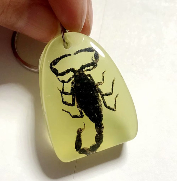 FREE SHIPPING Discount Sale Creative 50 pcs Scorpion Taxidermy Cool N 7 Jewelry Keychain