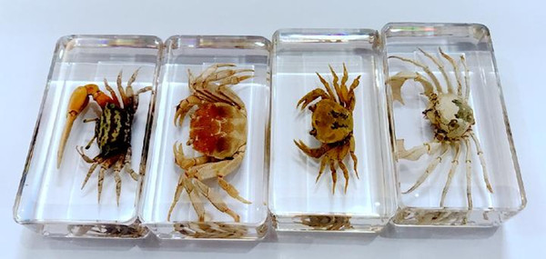 free shipping Yqtdmy 4 Pcs Vintage Mixed Design Crab Specimen Insect Clear Specimen