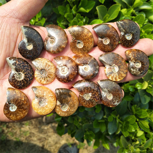 5pcs Natural conch fossil specimens of Madagascar