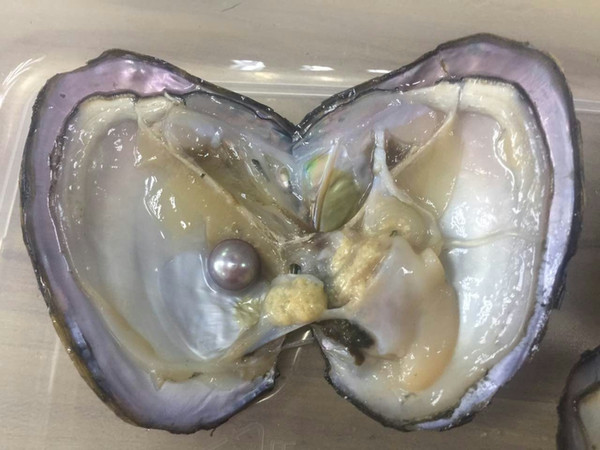 Free Shipping Oysters With 3A 8.5-9.5mm Edison Pearl Inside,Natural Colors Edison Pearl Oysters,Mini Monsters,Monster Oysters