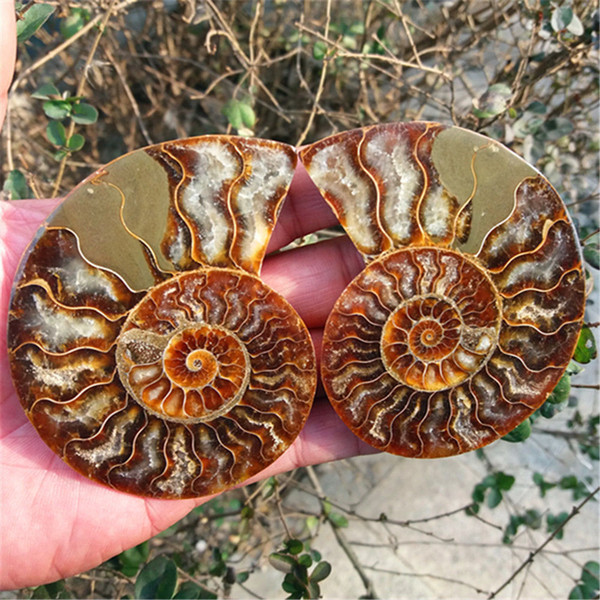 Mineral Fossil specimens Aquariums & Accessories 1 pairs of Split Natural Ammonite Fossil Specimen Shell Healing Madagascar