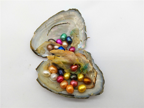 Free Shipping Mini Monster Oyster With 25 Rainbow Colored Oval Pearls Inside,Rainbow Mini Monster Oyster