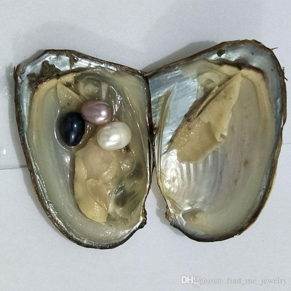 Oval Oyster Pearl 7-10mm new white pink purple black Fresh water Natural Round Gift DIY Pearl Loose Decorations Vacuum Packaging Wholesale