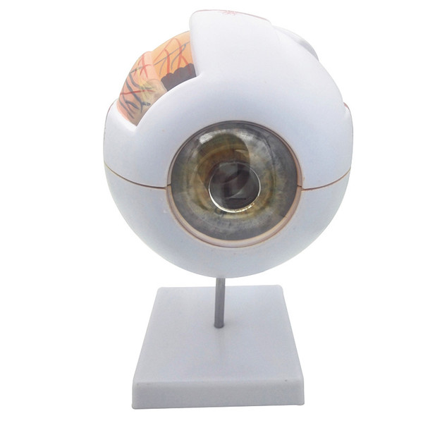 6X Giant Eye anatomical model large eyeball structure model teaching medical demonstration model