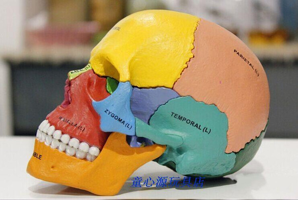 - 4D MASTER Human skull colorful model medical science skeleton assembled model free shipping