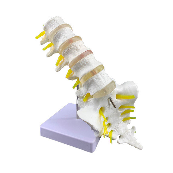 19005 Human Lumbar Vertebra Skeleton Model