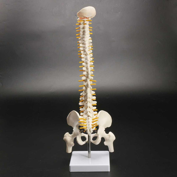 45CM Human Spine with Pelvic Model Human Anatomical Anatomy Spine Medical Model spinal column model+Stand Fexible