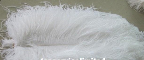 100pcs/lot(65-70cm) white Ostrich Feather Plume for Wedding Centerpiece kit