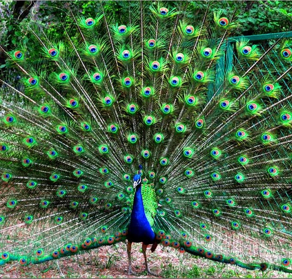 Elegant decorative materials Real Natural Peacock Feather Beautiful Feathers about 25 to 30 cm free shipping