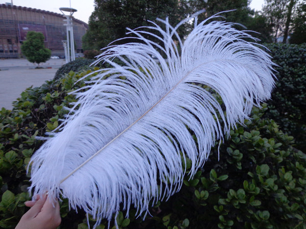 Wholesale_100 pcs a lot 6-24inch White Ostrich Feather Plume for Wedding Centerpieces table decoration