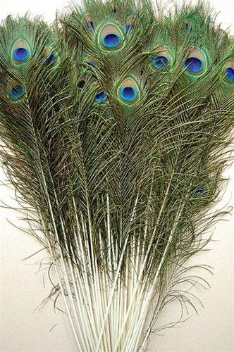 Wholesale Price! 200pcs/lot, length:25-30 cm,beautiful natural peacock feather!